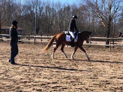 Inlägg 22 av Dressyr med titeln Dressyrtävling 🫶🏻