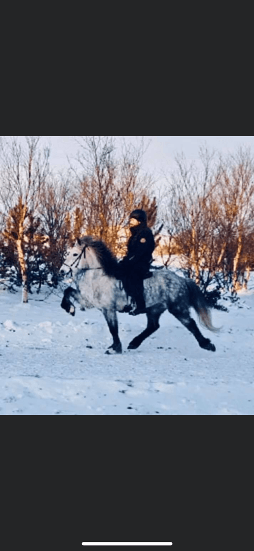 Media 1 av Harpa frá runnum