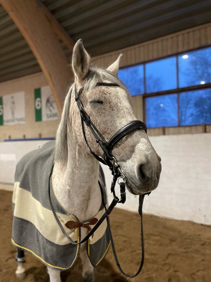 Media 6 of Mezcalero