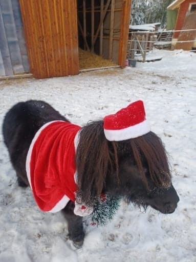 Bild 1 av Björkens Imperial