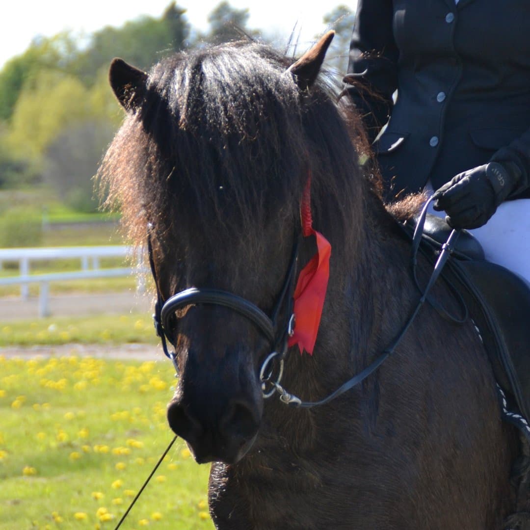 Bild 1 av Auður från Skede