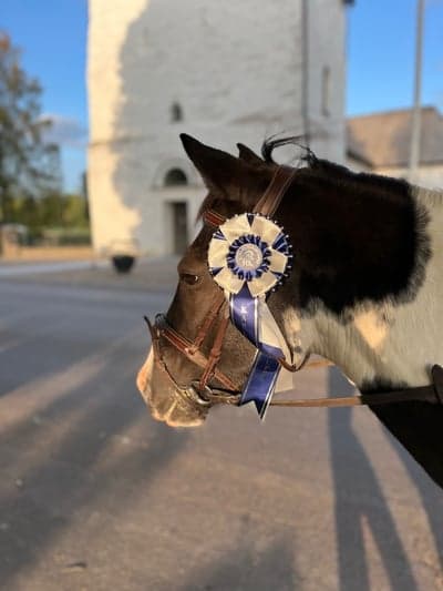 Inlägg 436 av Hoppning med titeln Finaste ponnyn😍