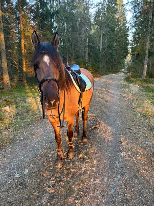 Bild av Mustang söker medryttare