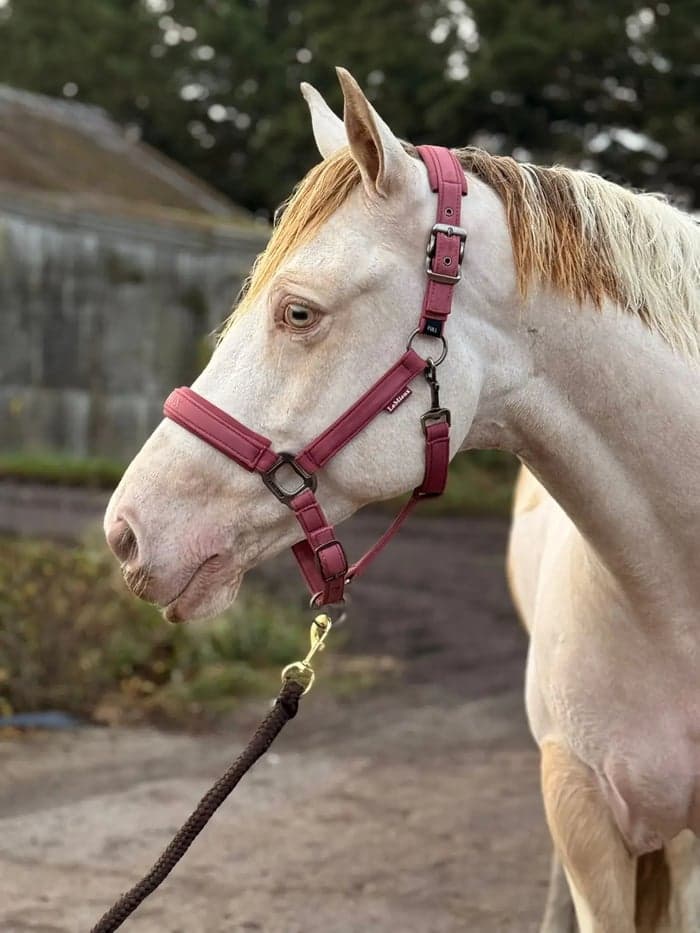 Media 1 av Striking Lemon & White Irish Allrounder- LENNIE