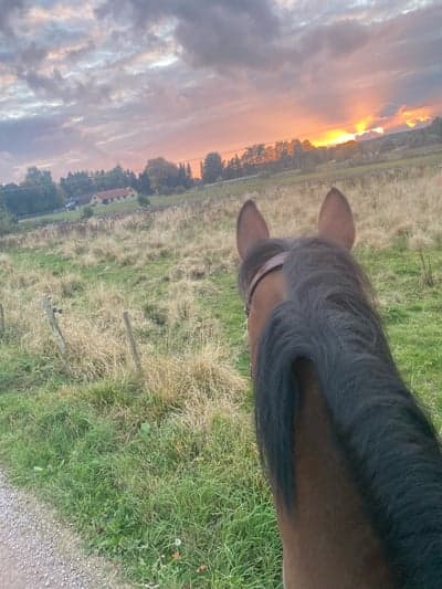 Inlägg 112 av Allround med titeln Perfekt väder för en tur ut i skogen 🙌🏻