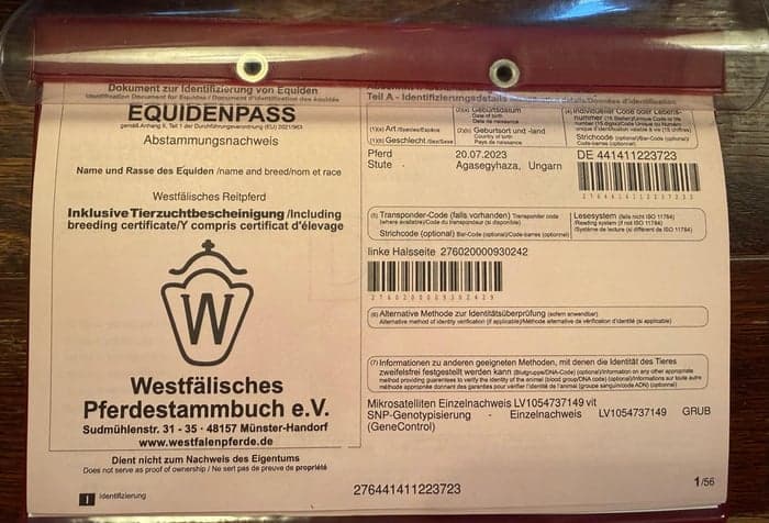 Media 9 av 3 årigt dressyrsto