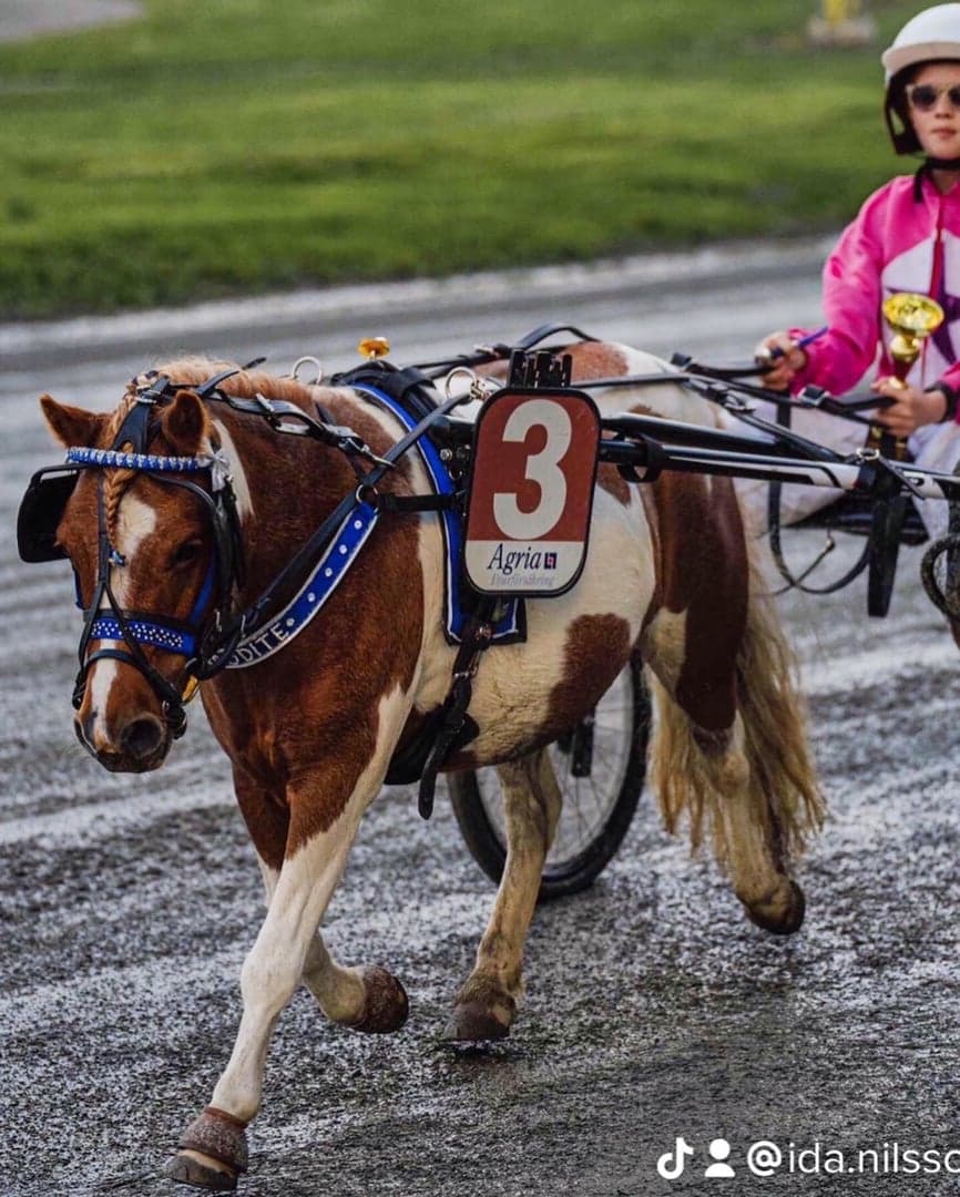 Bild 1 av Pi's Afrodite