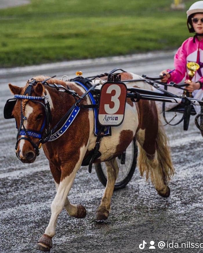 Media 1 av Pi's Afrodite