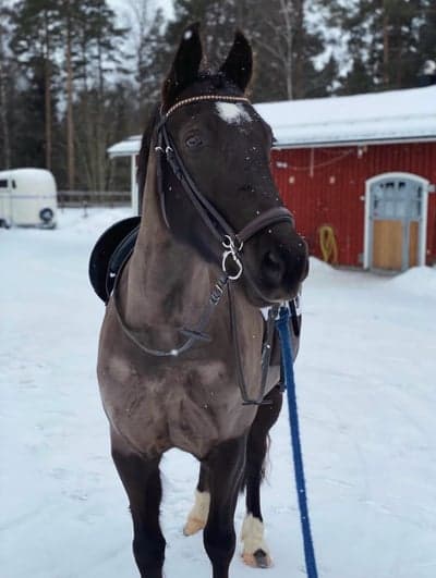 Inlägg 19 av Dressyr med titeln Laura flyttade till sitt nya hem