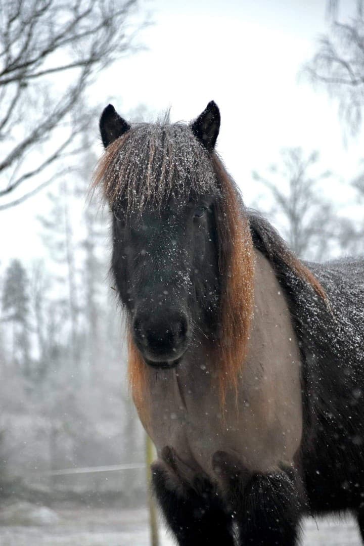 Bild 1 av Bakkus från källeboda