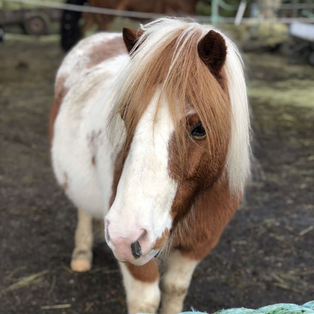 Bild 1 av Fariytales unicorn Coco