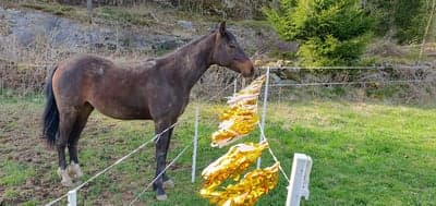 Inlägg 9 av Avel med titeln Miljöträning 