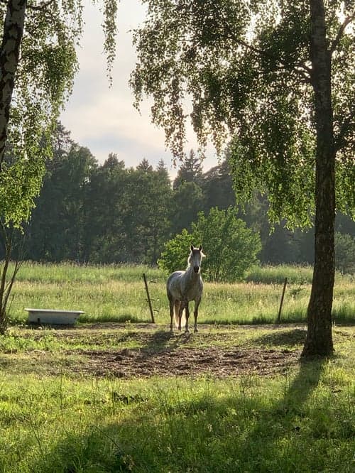 Bild av Vacker skimmel med kapacitet