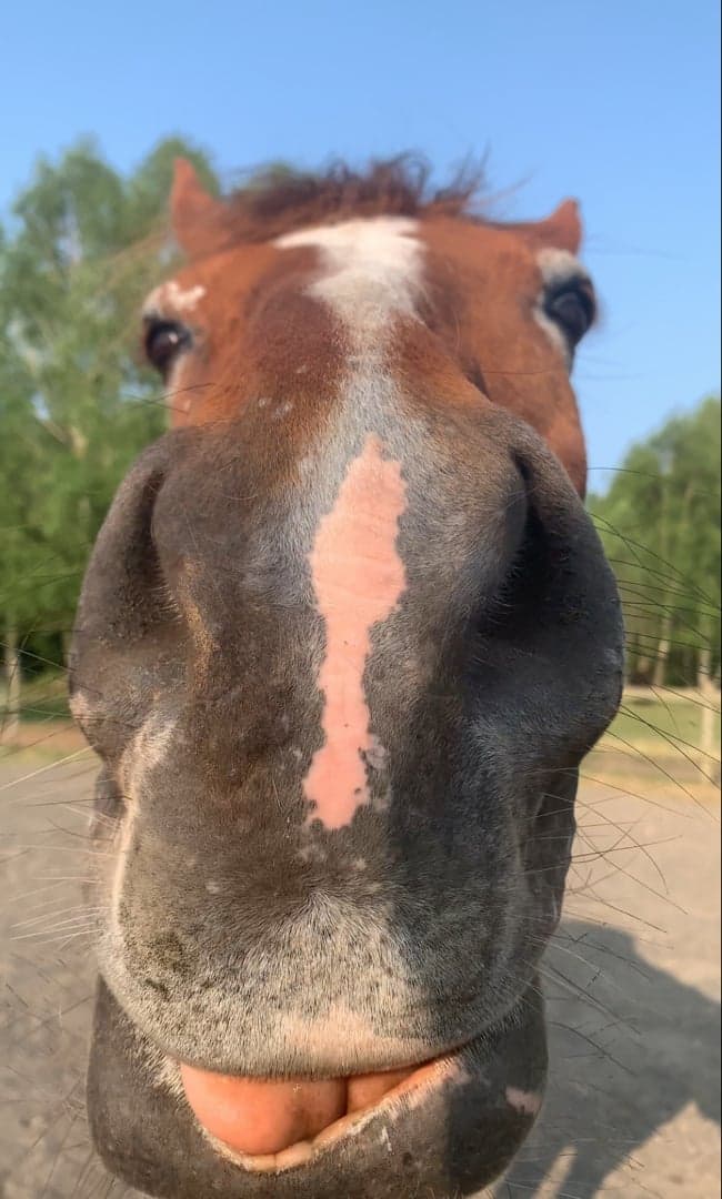 Bild 2 av Sällskapshäst/promenadridning