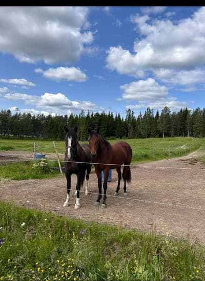 Inlägg 12 av Varmblodstravare med titeln Milano Games med kompis