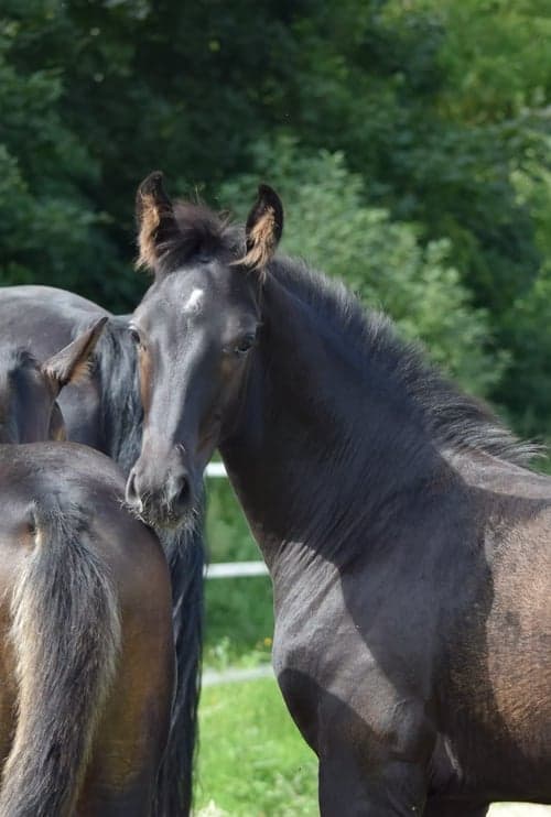 Bild av Riktigt snygg maskulin hingst! Fölmönstrad med 82,2%