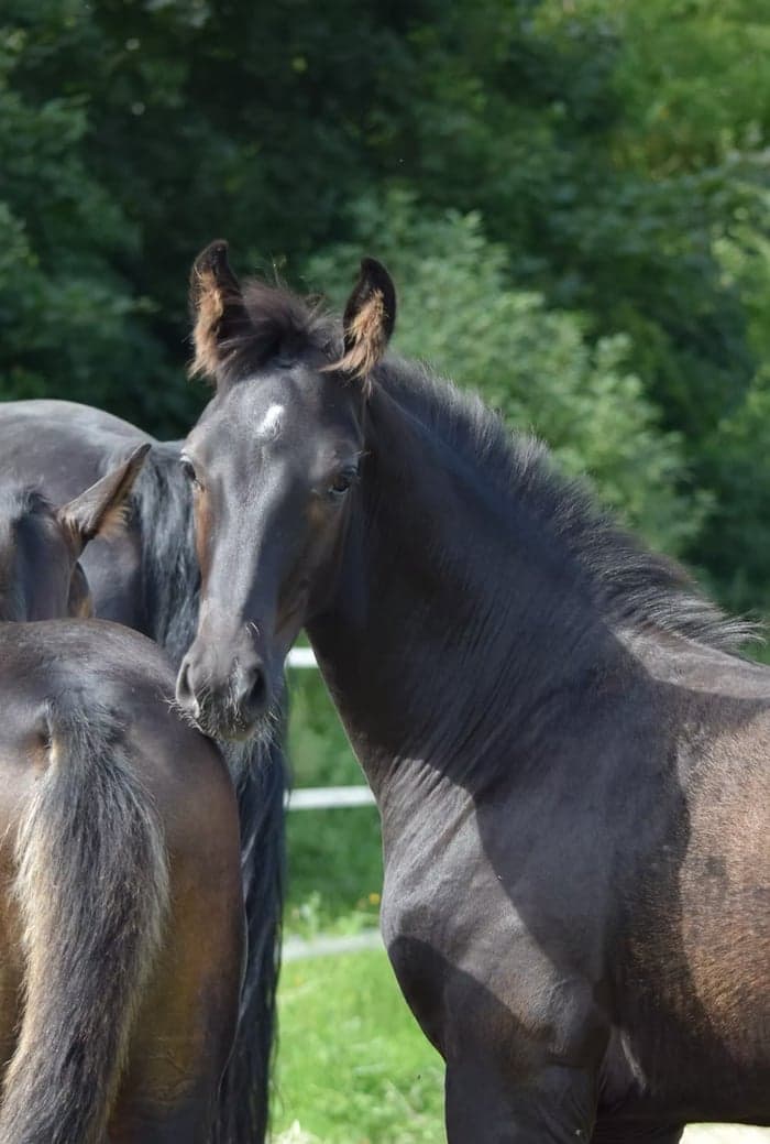 Media 3 av Zonic MVG