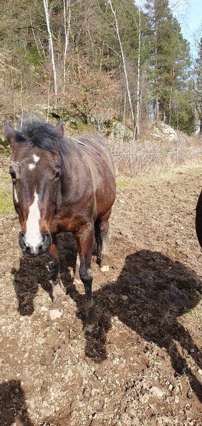 Inlägg 12 av Reining med titeln Avbrutna