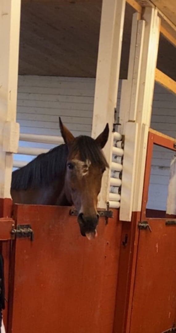 Bild 1 av Trader mon