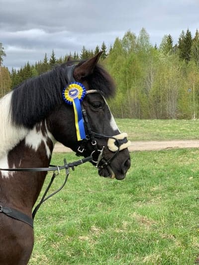 Inlägg 468 av Hoppning