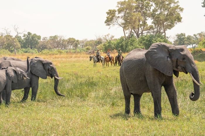 Media 2 av 7-nätters ridsafari i Okavangodeltats unika vildmark klar