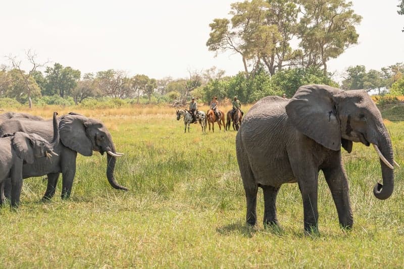 Bild 2 av 7-nätters ridsafari i Okavangodeltats unika vildmark klar
