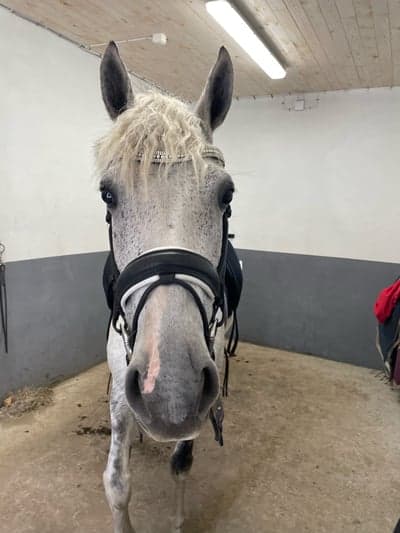 Inlägg 14 av Welsh Partbred med titeln Äntligen lyckas man få en glad bild😅