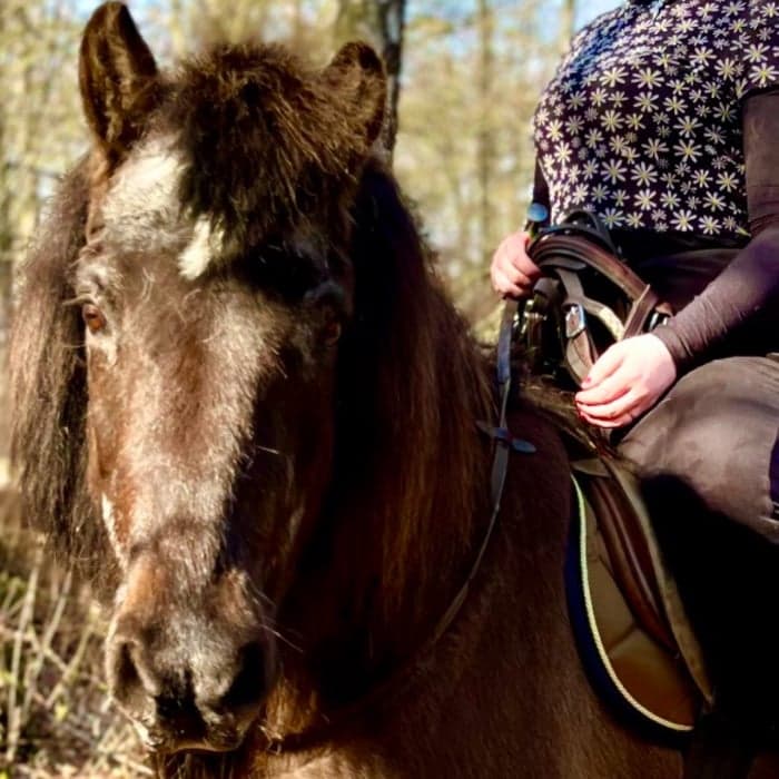 Media 1 av Hængur frá snjallsteinshöfða 2