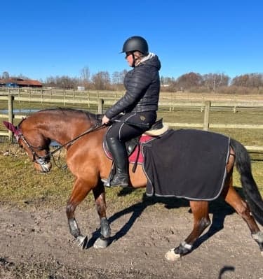 Bild 1 av Empress nova