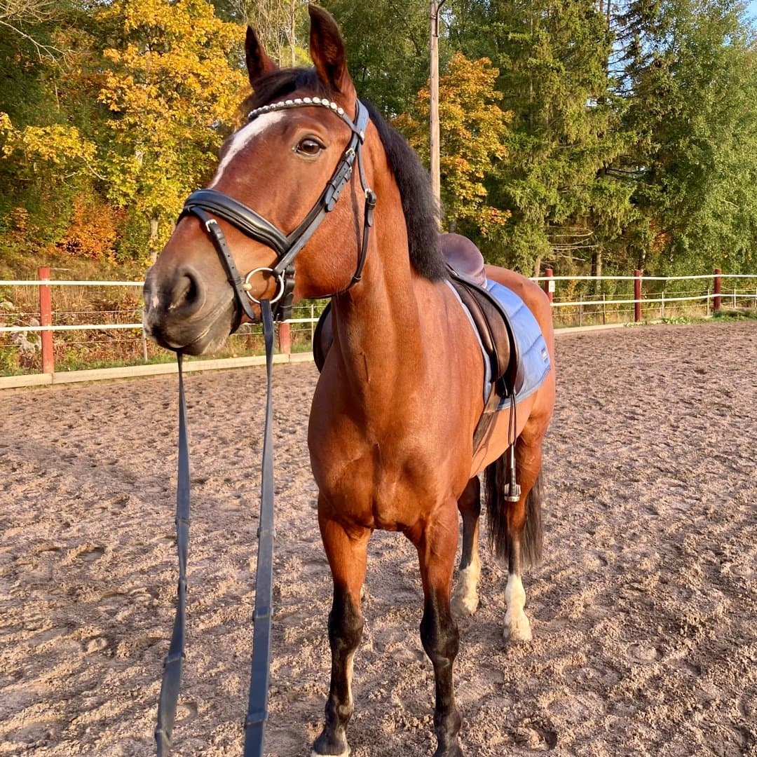 Bild 1 av Holmtebo Milton