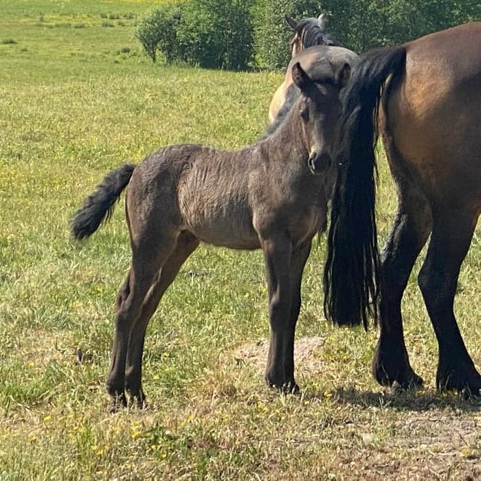 Media 1 av Min Lilla Giulia