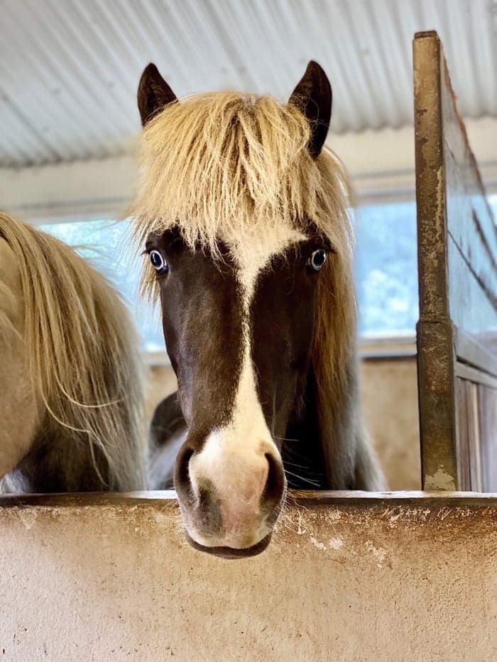 Media 1 of Gás frá Selfossi