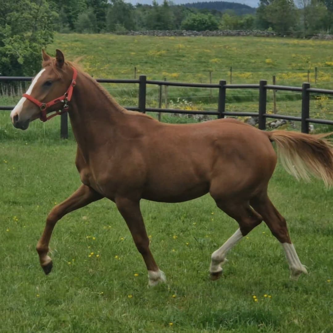 Bild 1 av Rosbuds Uranus