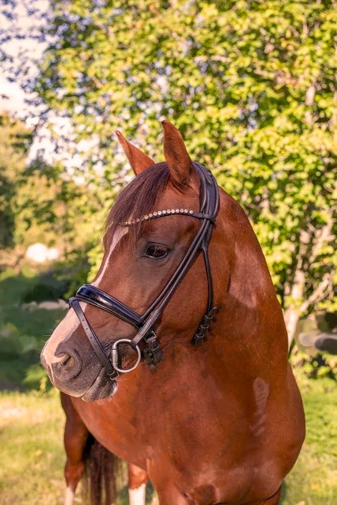 Media 1 av Carry Me Up