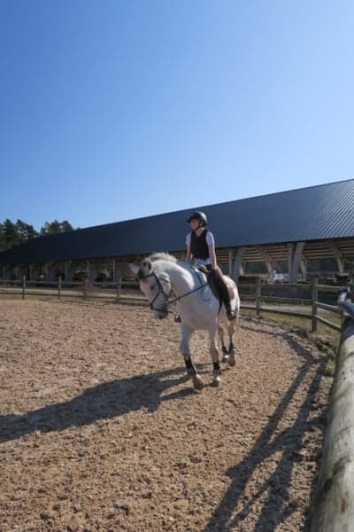Inlägg 14 av Lipizzaner med titeln Zuper Zara ♡