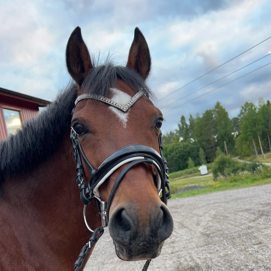 Bild 1 av Royal Hill