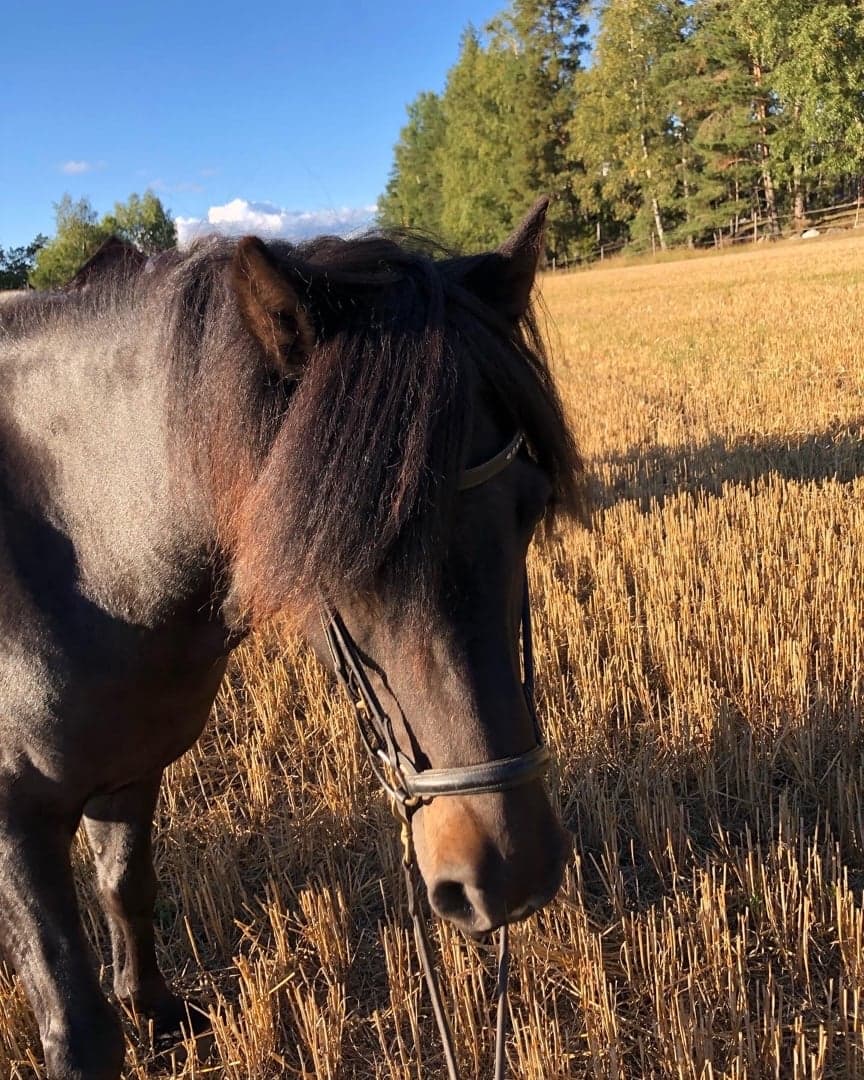 Bild 1 av Dokkvi från Lyckaängen