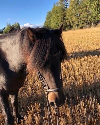 Dokkvi från Lyckaängen