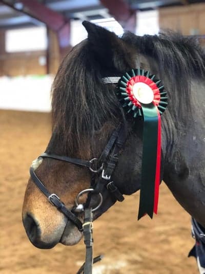 Inlägg 282 av Hoppning med titeln Klubbtävling 