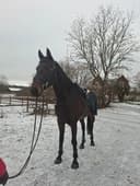 Profilbild av Walenzio CL