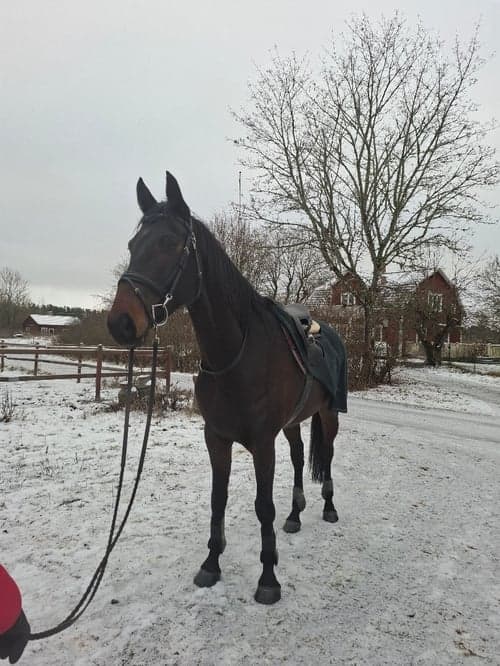 Bild av Grön 7 åring söker nytt kärleksfullt hem 