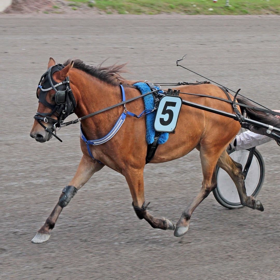 Bild 1 av placeholder text