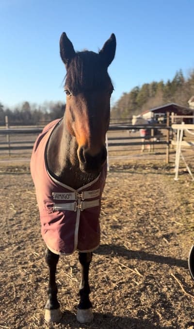 Världens bästa ponny 💞