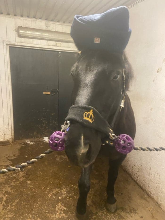 Media 1 av Ängsgårdenen sonny