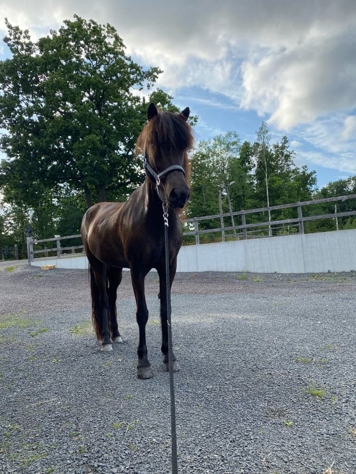 Media 1 of Grimalfa från Stall Vitavillan