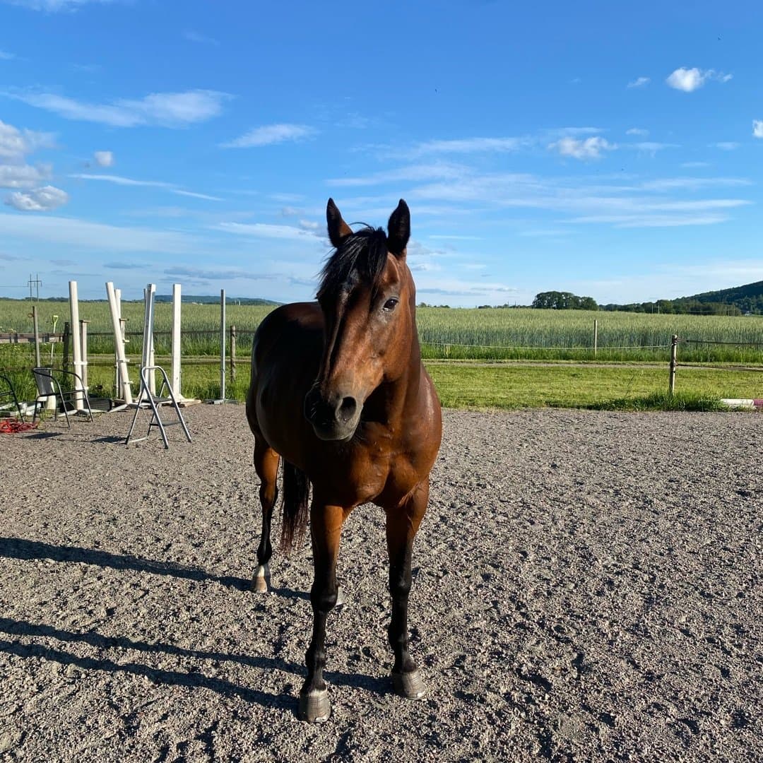 Bild 1 av Pablos Havanna