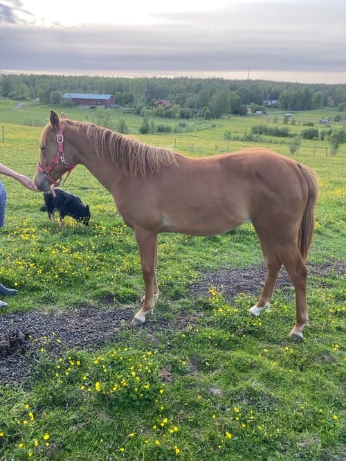 Bild av 1 årig quartersto 