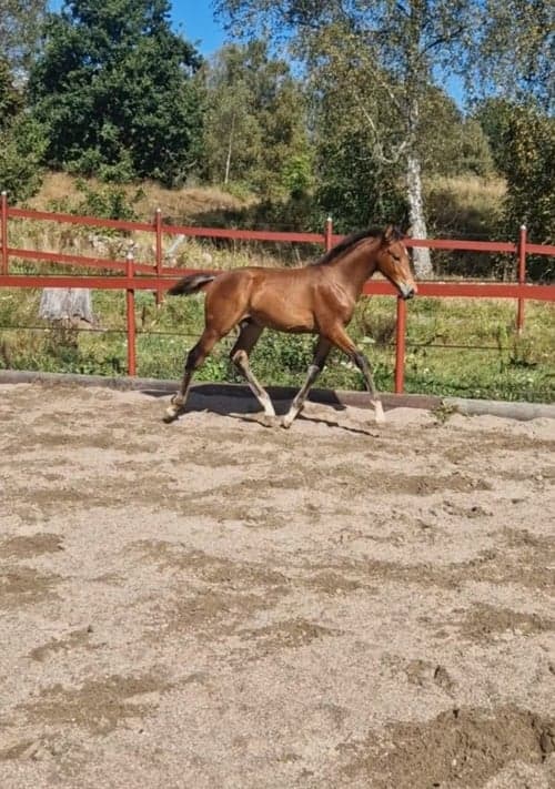 Bild av Härligt hingstföl 