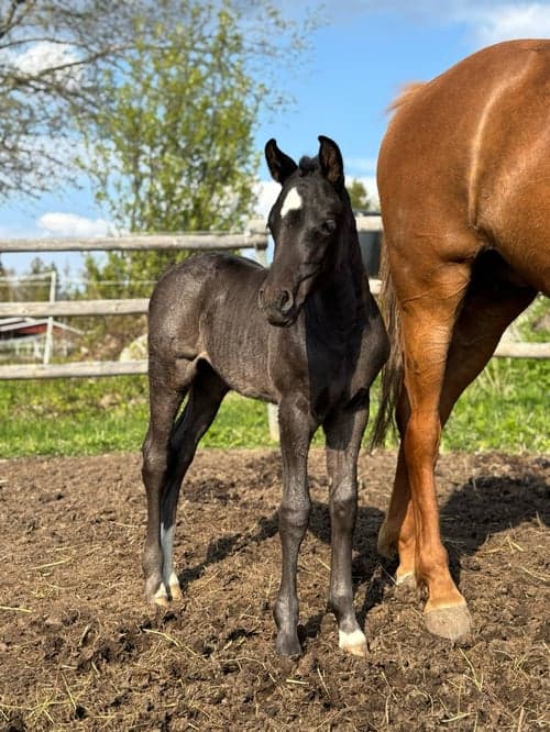 Bild av Blivande C-ponny e: Quintus 