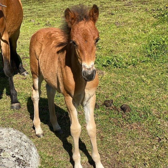 Media 1 of Min Lilla Gomorron